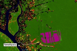 MAAP #2: Large-scale Forest Clearing for Cacao in Tamshiyacu, Peru