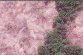 Imagen #8: Nueva Deforestación (en Junio) al Interior de la Zona Reservada Sierra del Divisor