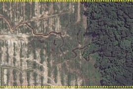 Imagen #9: Confirmando que el desbosque por cacao en Tamshiyacu (Loreto, Perú) se efectuó sobre bosques primarios