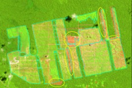 MAAP #13: Clearing of Primary Forest for Cacao Resumes in Tamshiyacu (Loreto, Peru)