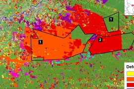 MAAP #16: Oil Palm-driven Deforestation in the Peruvian Amazon (Part 2: Shanusi)