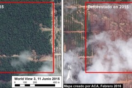 MAAP #27: United Cacao Continues Deforestation of Primary Forest in Tamshiyacu (Loreto, Peru)