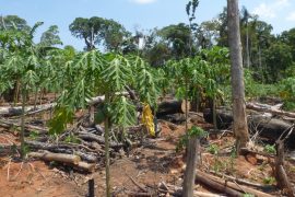 MAAP #42: Papaya – Potencial Nuevo Driver de Deforestación en Madre de Dios