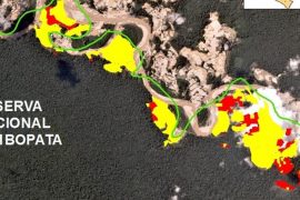 MAAP #39: Gold Mining Deforestation Within Tambopata National Reserve Exceeds 350 Hectares