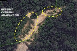 MAAP #44: Regeneración de Vegetación en Zona Afectada por Minería en la Reserva Comunal Amarakaeri