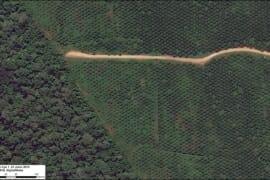 MAAP #95: Línea base de palma aceitera para la Amazonía peruana