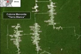 MAAP #112: Mennonite Colonies – New Deforestation Driver in the Amazon