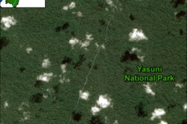 MAAP #117: Nueva Carretera Petrolera en el Parque Nacional Yasuní, hacia la Zona Intangible (Ecuador)