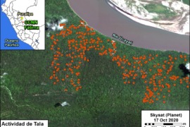 MAAP #135: La Tala Ilegal en la Amazonía Peruana – un Nuevo Caso Complejo