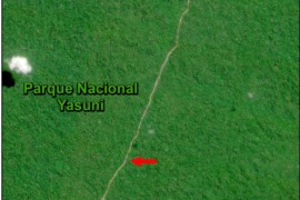 MAAP #143: Vía Petrolera se extiende hacia la Zona Intangible (Parque Nacional Yasuní, Ecuador)