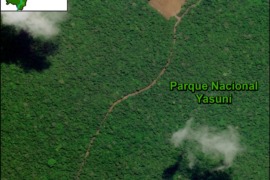 MAAP #145: Vía Petrolera se extiende hacia la Zona Intangible (Parque Nacional Yasuní, Ecuador) – Actualizado
