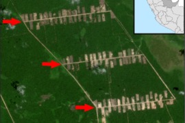MAAP #149: Mennonite Colonies Continue Major Deforestation in Peruvian Amazon