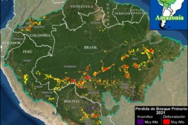 MAAP #158: Deforestación y Fuegos en la Amazonía 2021