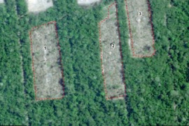 MAAP #165: Se Confirma Deforestación Causada por Menonitas en la Amazonía Peruana