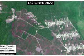 MAAP #166: Mennonites have deforested 4,800 hectares (11,900 acres) in the Peruvian Amazon