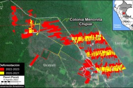 MAAP #188: Mennonite Colonies Continue Major Deforestation in the Peruvian Amazon