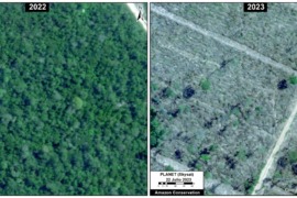 MAAP #192: Confirmando la Deforestación Menonita en la Amazonía Peruana